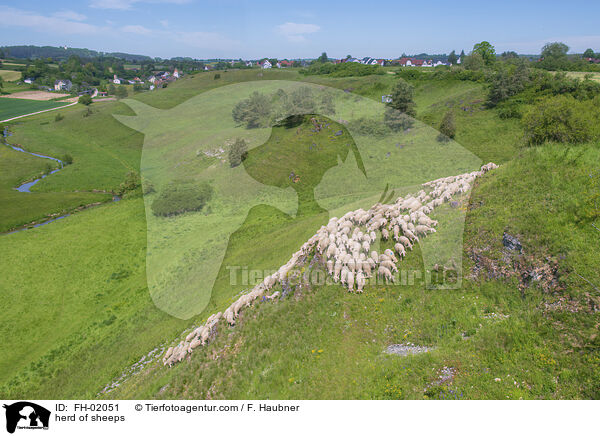herd of sheeps / FH-02051