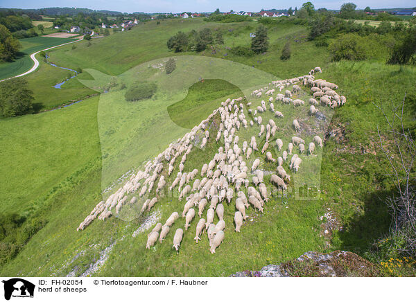 herd of sheeps / FH-02054