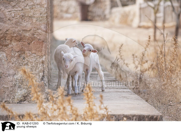 young sheeps / KAB-01293