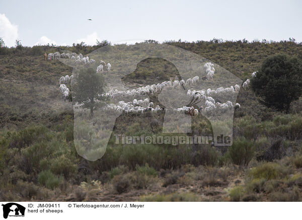 Schafherde / herd of sheeps / JM-09411