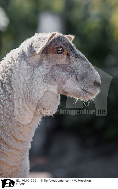 Schaf / sheep / MM-01399