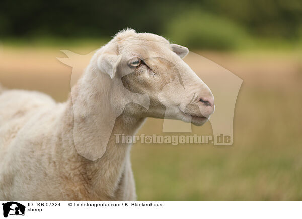 Schaf / sheep / KB-07324