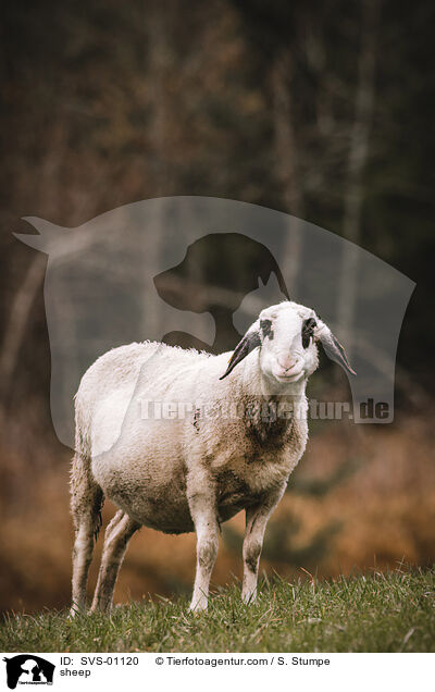 Schaf / sheep / SVS-01120