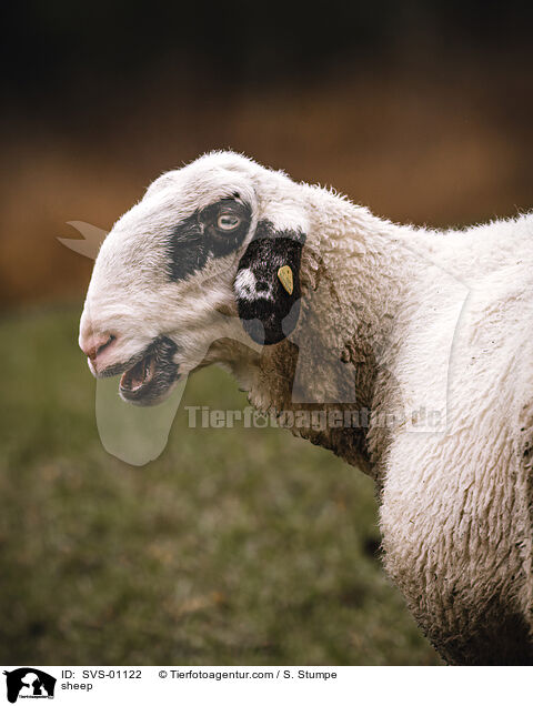 Schaf / sheep / SVS-01122