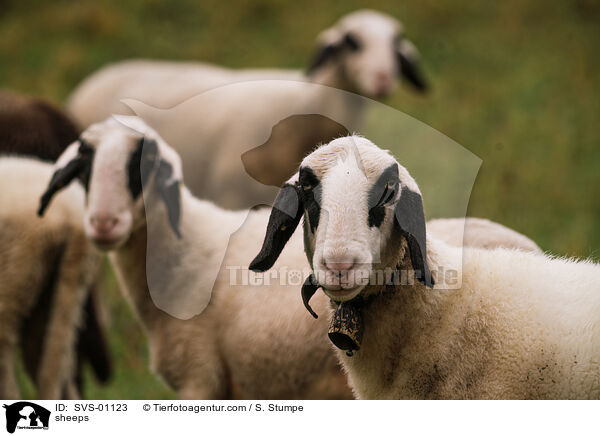 sheeps / SVS-01123