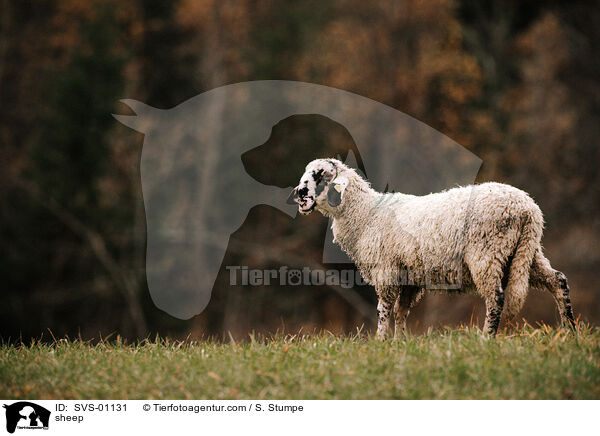 Schaf / sheep / SVS-01131