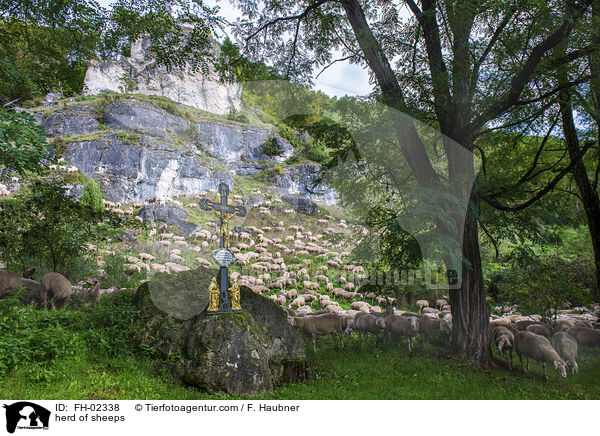 Schafherde / herd of sheeps / FH-02338