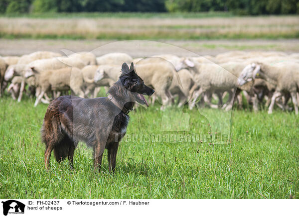 Schafherde / herd of sheeps / FH-02437