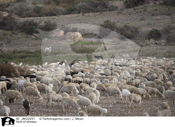 Schafherde / herd of sheeps / JM-22251