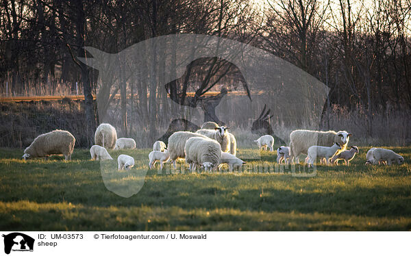 Schaf / sheep / UM-03573