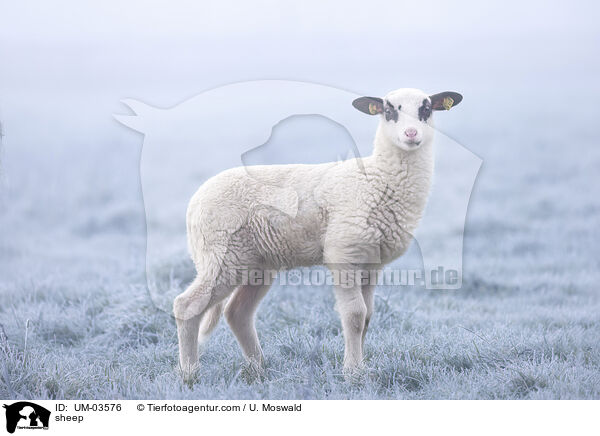 Schaf / sheep / UM-03576