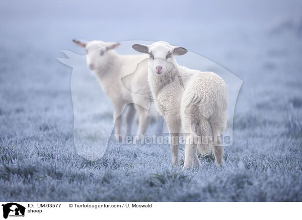 Schaf / sheep / UM-03577