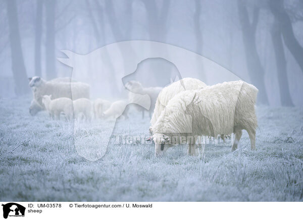 Schaf / sheep / UM-03578