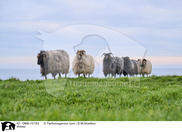 Schaf / sheep / DMS-10193