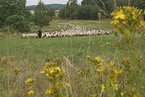 herd of sheeps