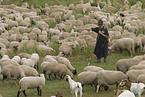 herd of sheeps