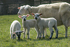 sheep with lambs