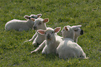 lambs