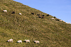 sheeps