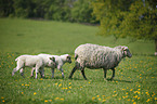 sheep with lamb