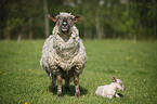 sheep with lamb