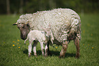 sheep with lamb