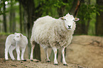 sheep mother with lamb