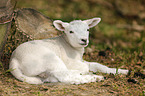 young lamb