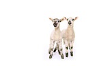 2 lambs