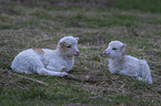 2 lambs
