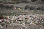 herd of sheeps