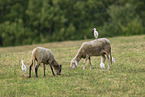 sheep and cattle egret