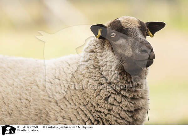 Shetlandschaf / Shetland sheep / AH-08250