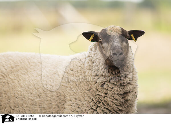 Shetlandschaf / Shetland sheep / AH-08251