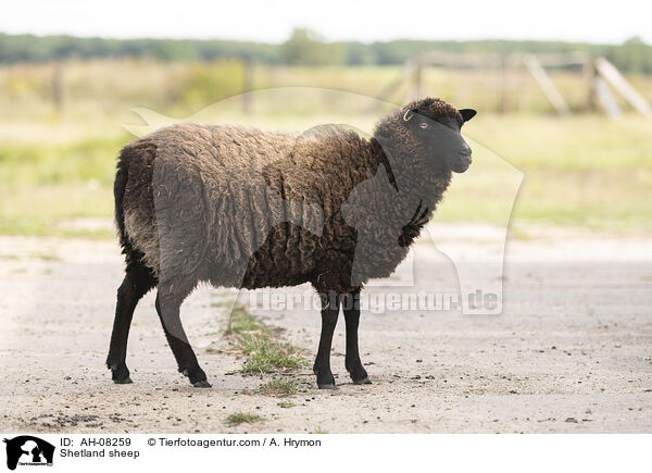 Shetlandschaf / Shetland sheep / AH-08259