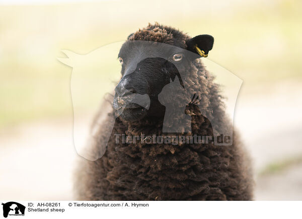 Shetlandschaf / Shetland sheep / AH-08261