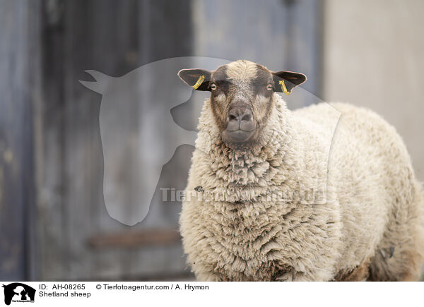 Shetlandschaf / Shetland sheep / AH-08265