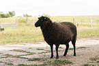 Shetland sheep