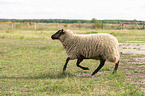 Shetland sheep