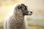 Shetland sheep