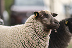 Shetland sheep