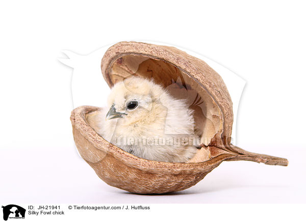 Seidenhuhn Kken / Silky Fowl chick / JH-21941