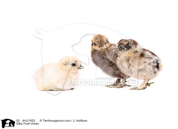 Seidenhuhn Kken / Silky Fowl chicks / JH-21952