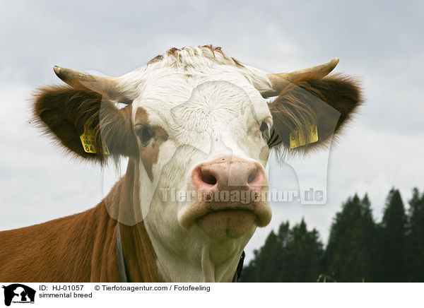 Fleckvieh / simmental breed / HJ-01057