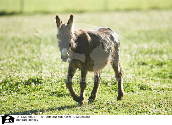 Zwergesel / standard donkey / DMS-08387