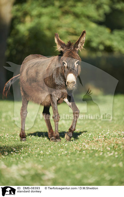 Zwergesel / standard donkey / DMS-08393