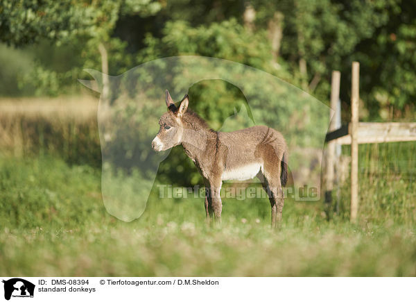 Zwergesel / standard donkeys / DMS-08394