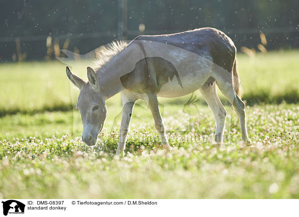 Zwergesel / standard donkey / DMS-08397