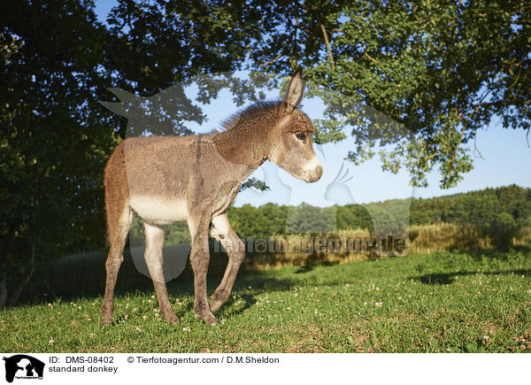 Zwergesel / standard donkey / DMS-08402