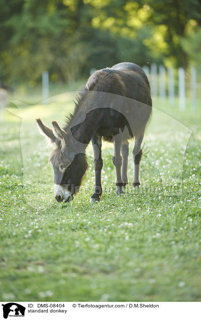 Zwergesel / standard donkey / DMS-08404